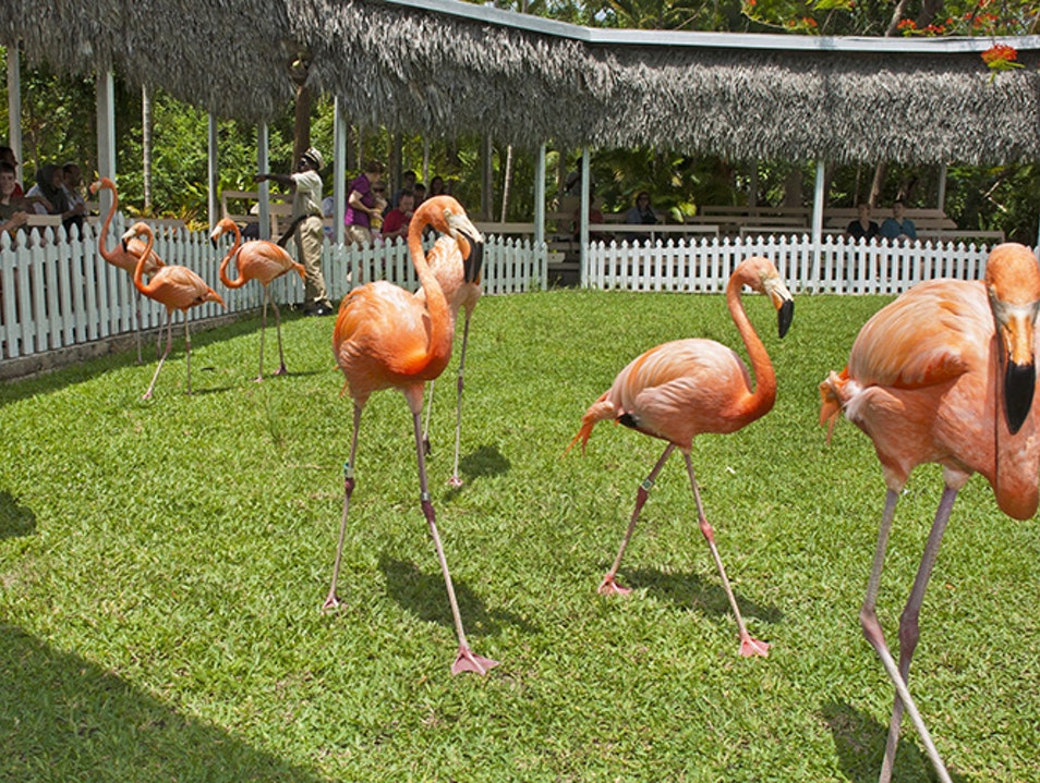 Pink flamingoes at Ardastra Gardens in Nassau