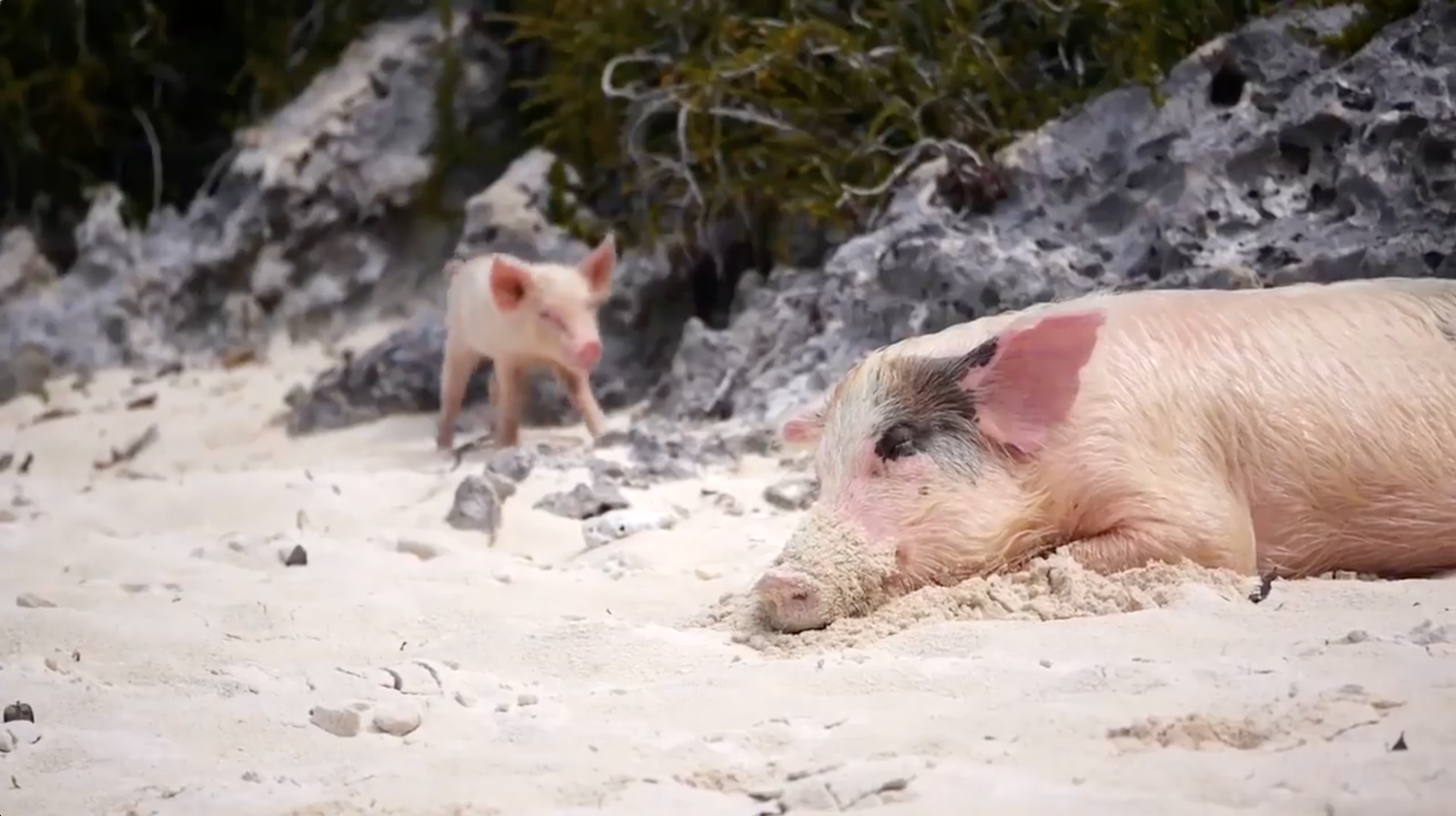 Swimming Pigs & Snorkel Day Tour