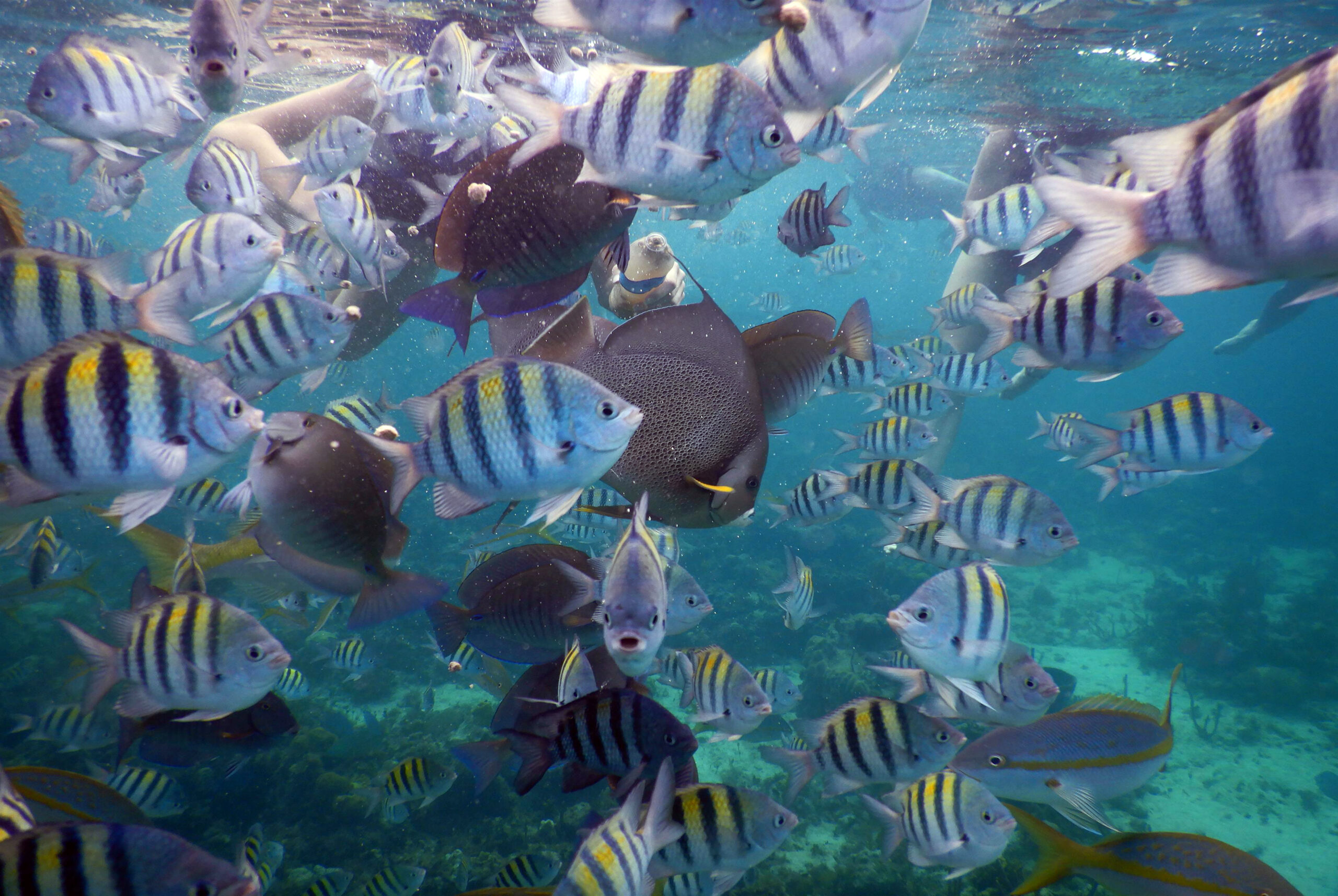Nassau Day Tour