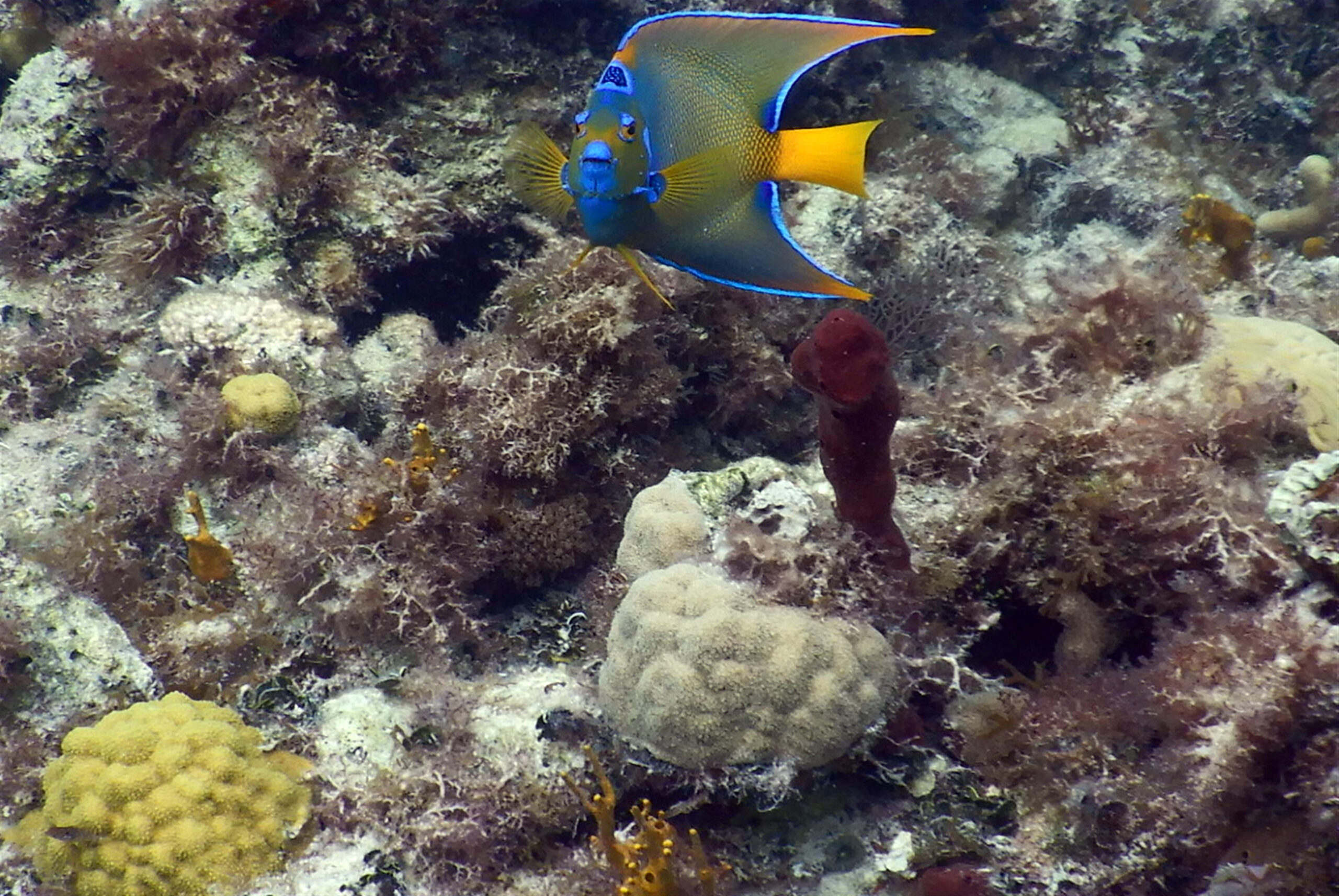 Queen angelfish on a Bahamian coral reef